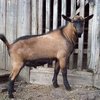 Криоле порода коз (Creole)