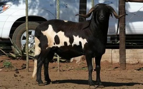 Дамара порода коз (Damara)
