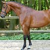 Даниялық жылықанды жылқы (Danish warmblood)