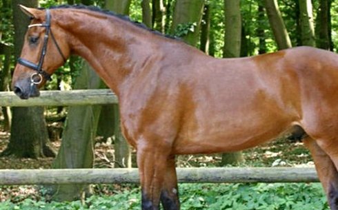 Датская теплокровная (Danish warmblood)