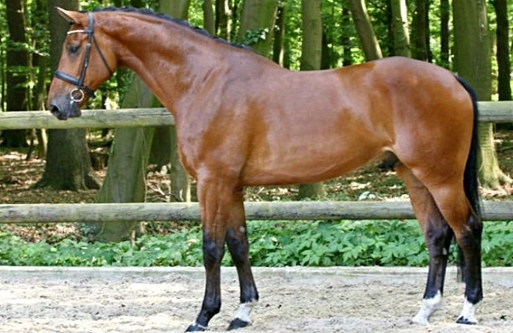 Danish warmblood