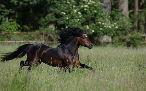 Дартмурский пони (Dartmoor pony)