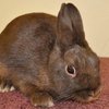 Сәндік ергежейлі қоян - Нидерландық (Decorative pygmy rabbit-Dutch )