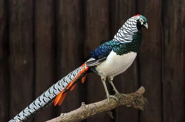 Diamond pheasant