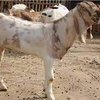 Джамнапари порода коз (Jamnapari)