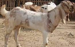Джамнапари порода коз (Jamnapari)