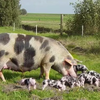 Донның етті шошқасы (Don meat pig breed)