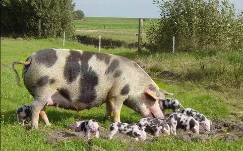 Донның етті шошқасы (Don meat pig breed)