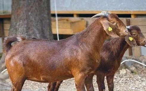 Дуанская порода коз (Вuan goat breed)