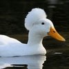 Утка Хохлатая (Duck Crested)