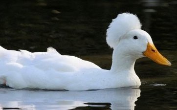 Айдарлы үйрек (Duck Crested)