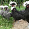 Голландиялық ақ айдарлы тауық (Dutch Crested Chicken)