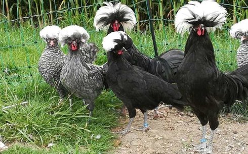 Голландская белохохлая (Dutch Crested Chicken)