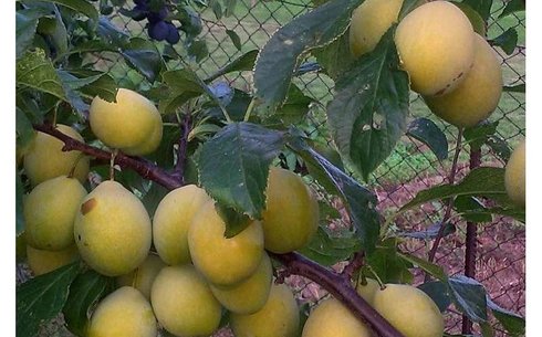 Слива сорт Джефферсон