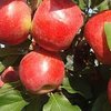 Яблоня сорт Джеймс Грив Ред