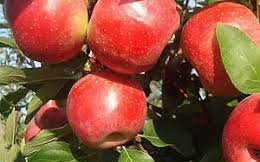 Яблоня сорт Джеймс Грив Ред