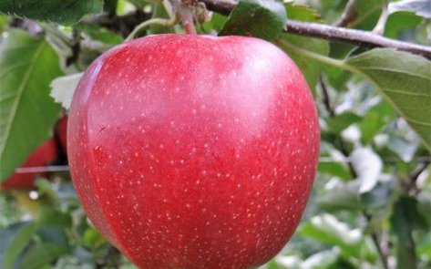 Яблоня сорт Джофайер
