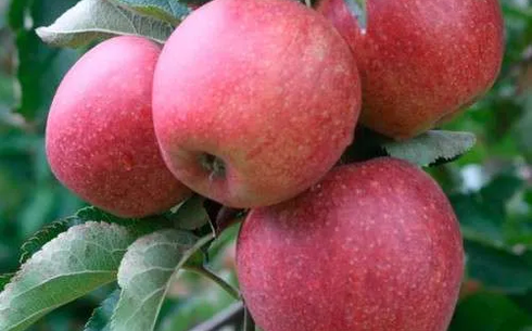 Яблоня сорт Джонагоред