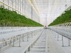 Тепличный комплекс стоимостью 42 млрд тенге заработал на юге Казахстана