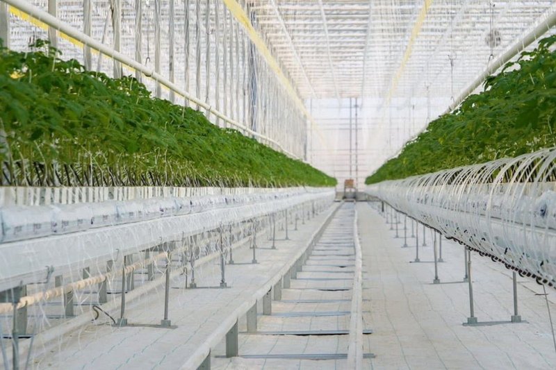 Тепличный комплекс стоимостью 42 млрд тенге заработал на юге Казахстана