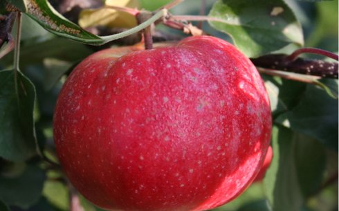 Яблоня сорт Эра