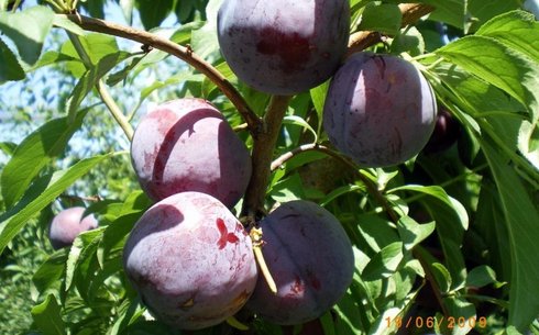 Слива сорт Эрли Квин