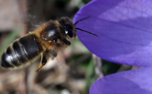 Еуропалық қара ара тұқымы (European dark bee)