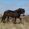 Эксмур пониі (Exmoor pony)