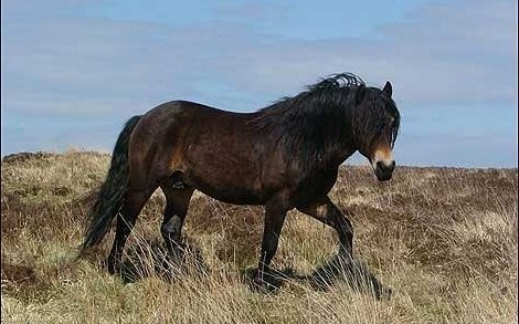 Эксмурский пони (Exmoor pony)