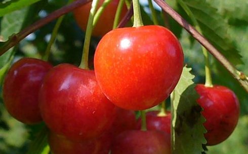 Черешня сорт Фатеж