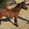 Фалабелла (Falabella miniature horse)