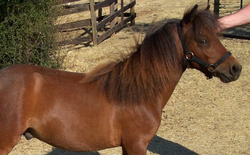 Фалабелла (Falabella miniature horse)