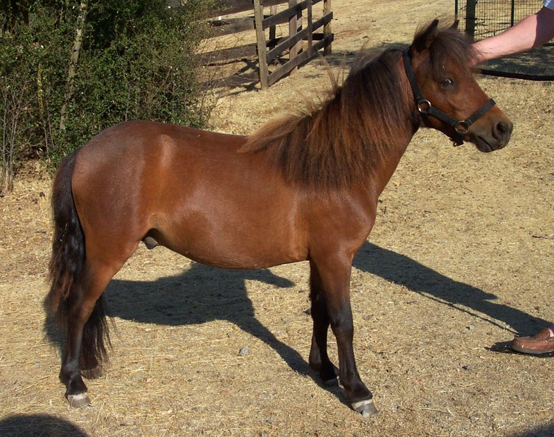 Falabella miniature horse