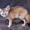 Фенек (Vulpes zerda)