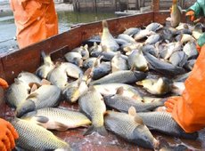 В Казахстане будут субсидировать глубокую переработку рыбы