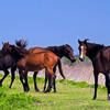 Флорида крэкері (Florida Cracker horse)