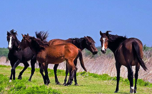 Флорида крэкері (Florida Cracker horse)