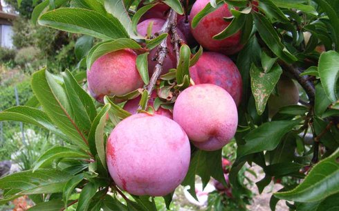 Слива сорт Формоза