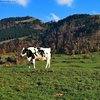 Фрейбургская черно-пестрая (Freiburg black-and-white)