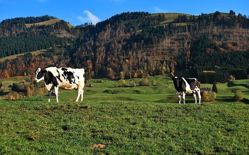 Фрейбургская черно-пестрая (Freiburg black-and-white)