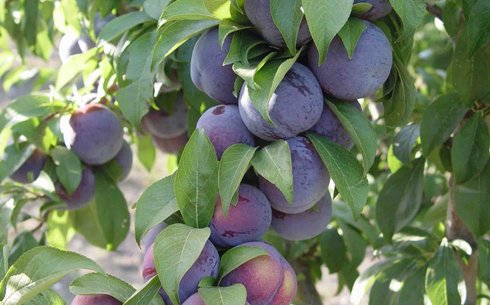 Слива сорт Фриар