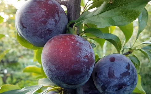 Слива сорт Фридом