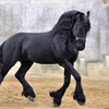 Фриза жылқысы (Friesian horse)