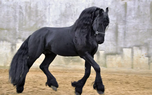 Фриза жылқысы (Friesian horse)