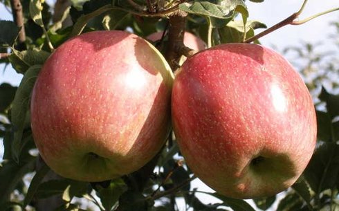 Яблоня сорт Фуджи Кику Фубракс