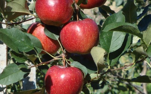 Яблоня сорт Фуджион (Fujion)