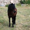 Галицкая (Galician horse)
