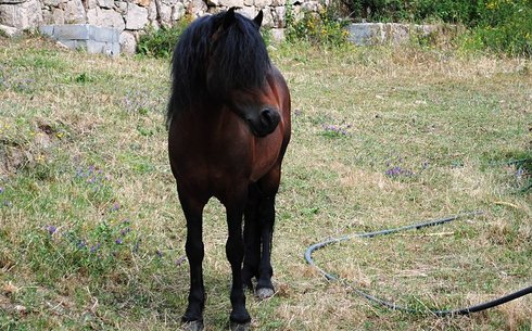 Галицкая (Galician horse)