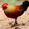 Цейлонская джунглевая курица (Gallus lafayetii)