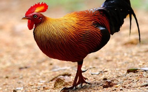 Цейлонская джунглевая курица (Gallus lafayetii)